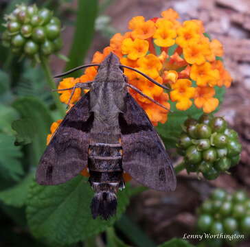 Image de Macroglossum sitiene Walker 1856