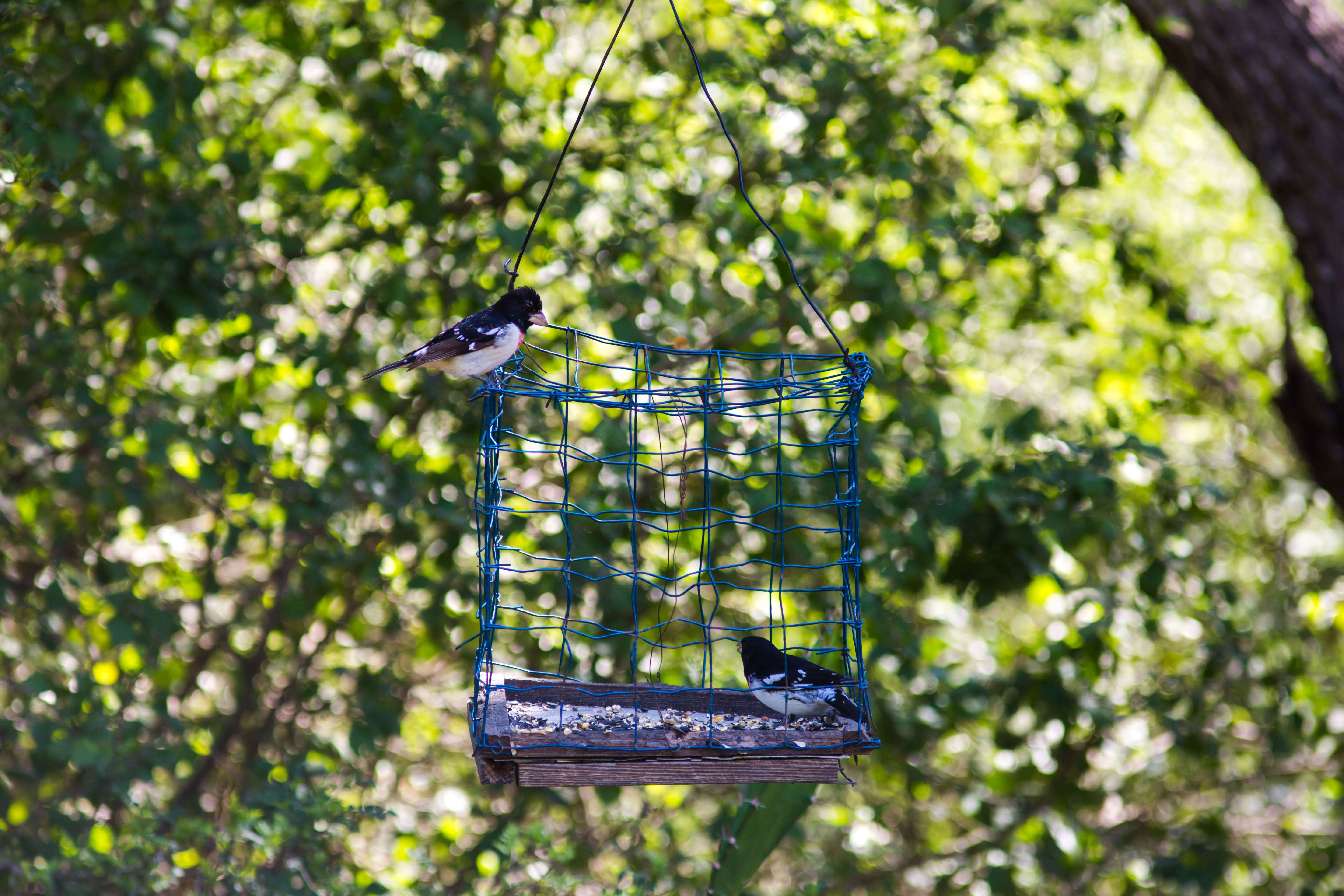 Image of Rose-breasted Grosbeak