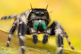 Phidippus otiosus (Hentz 1846)的圖片