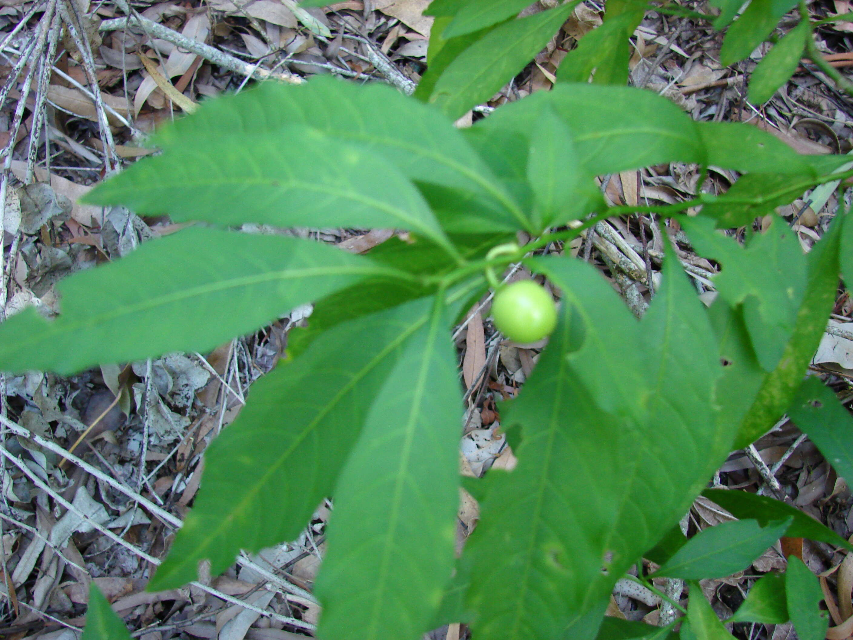 Image of Jerusalem Cherry