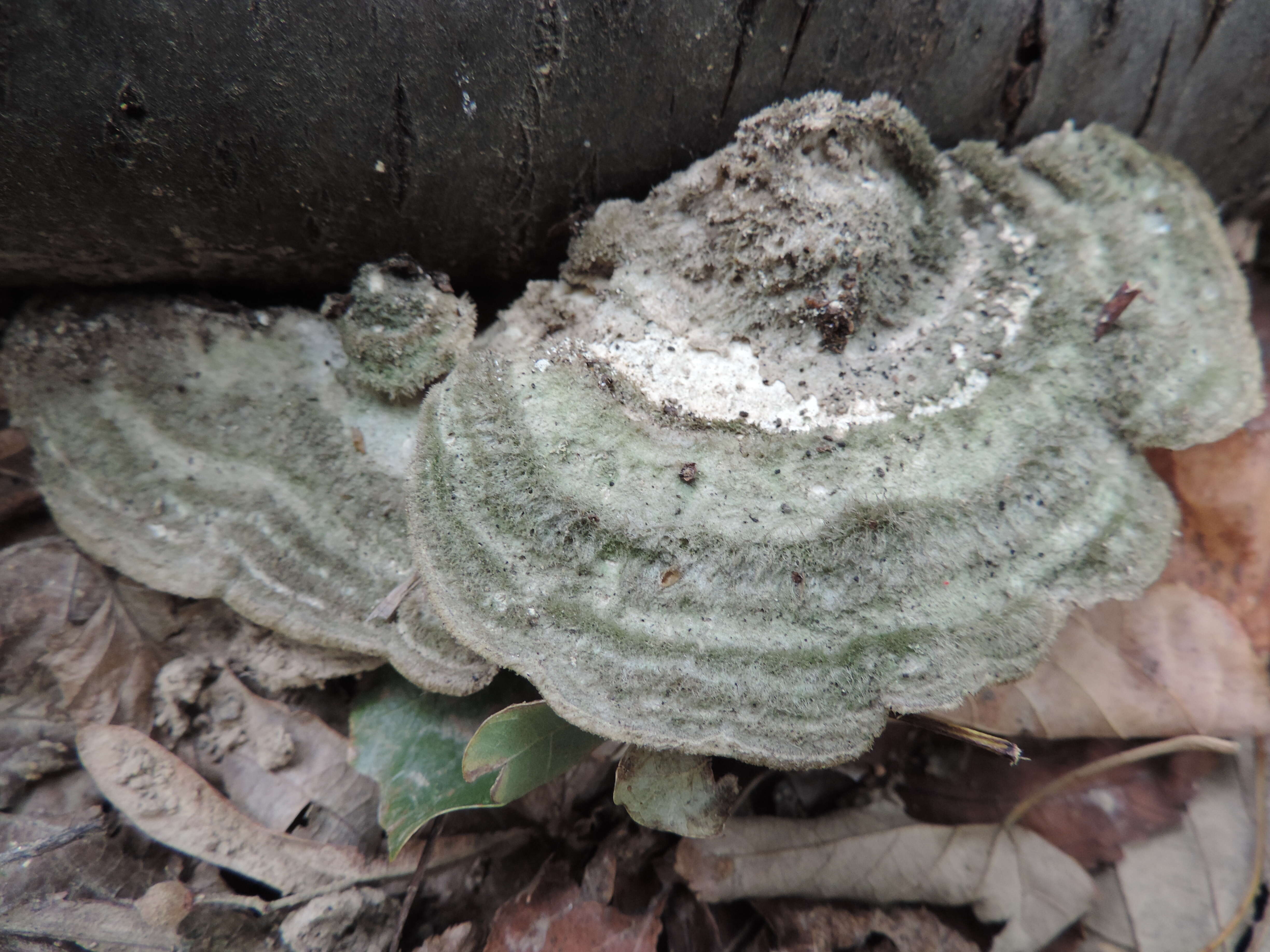 Trametes hirsuta (Wulfen) Lloyd 1924 resmi