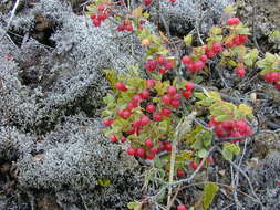 Image de Vaccinium reticulatum Sm.