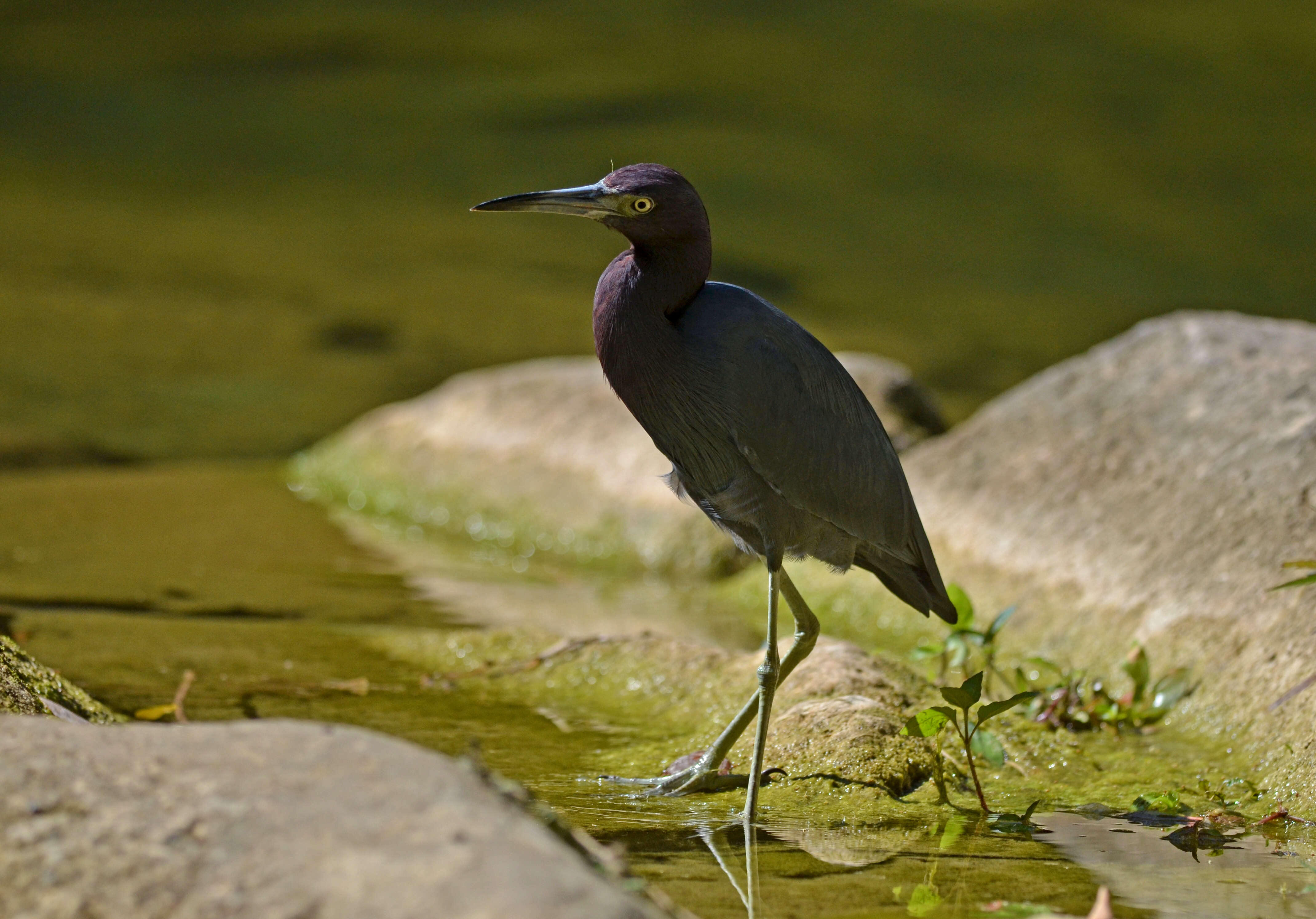 Image of Little Blue Heron