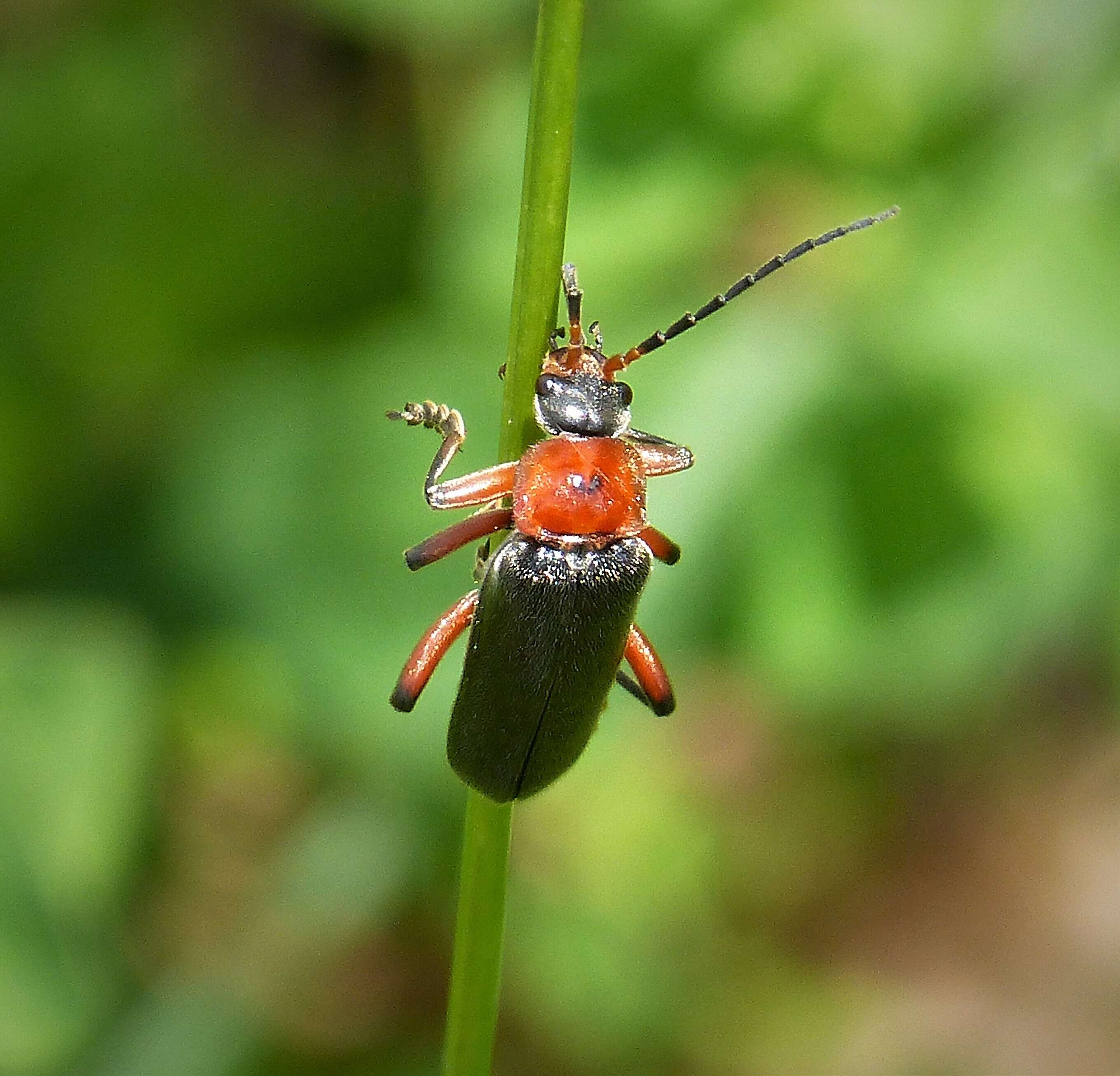 Imagem de Cantharis rustica