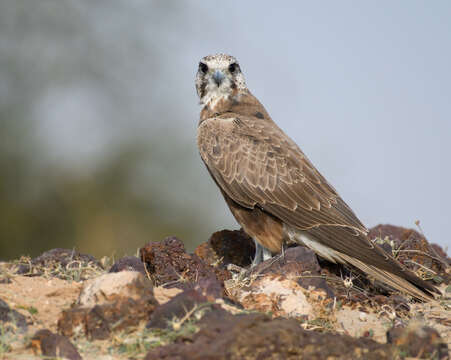 Image of Laggar Falcon