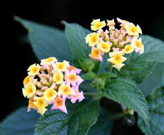 Image of lantana