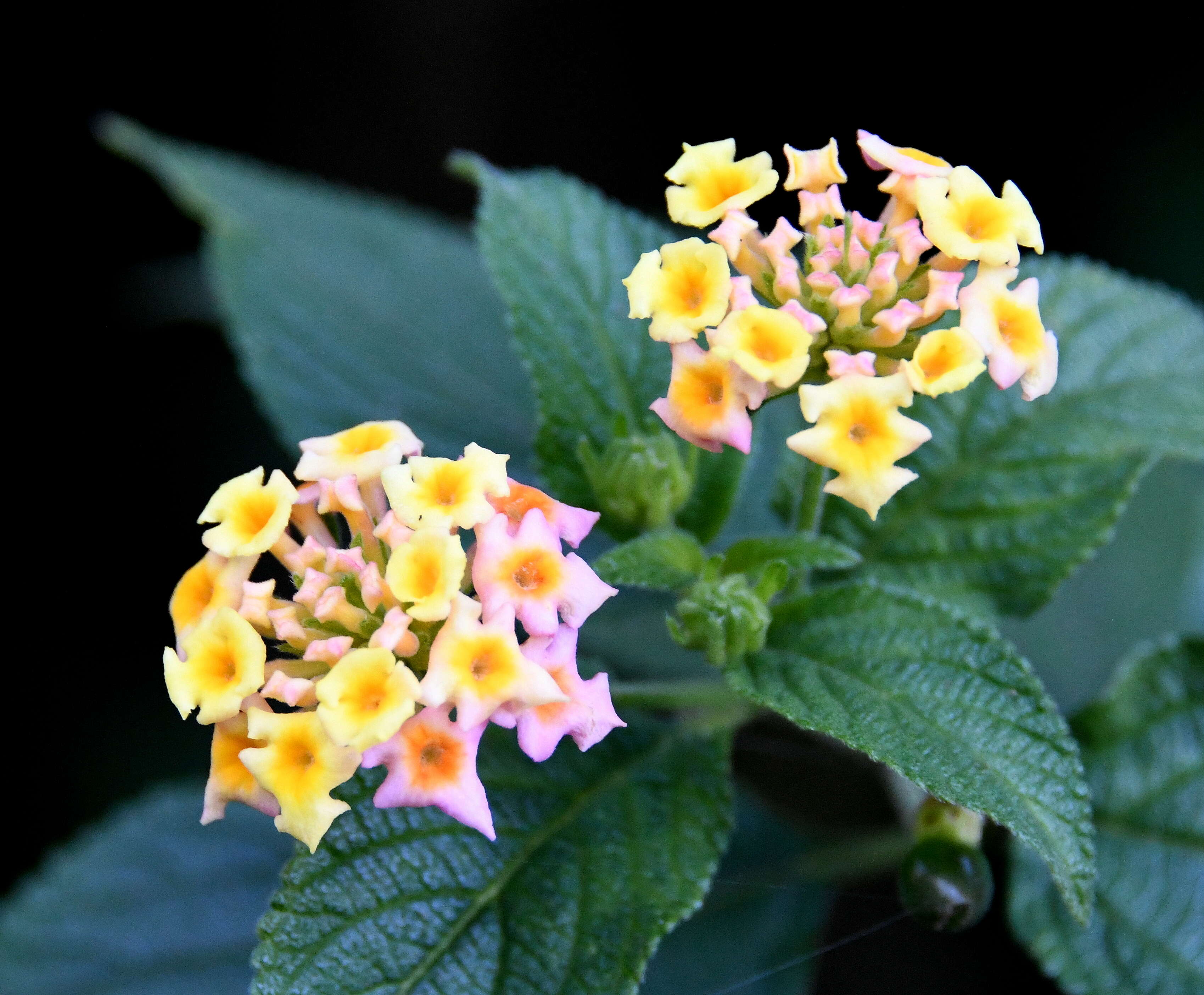 Image of lantana