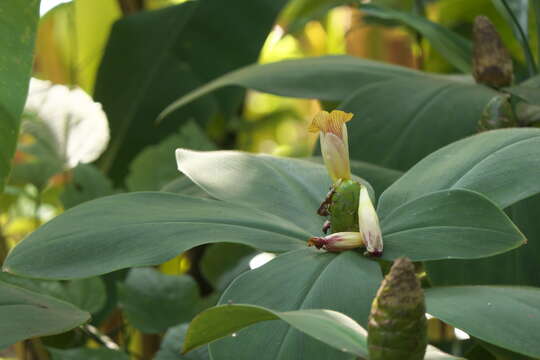 Image of stepladder ginger