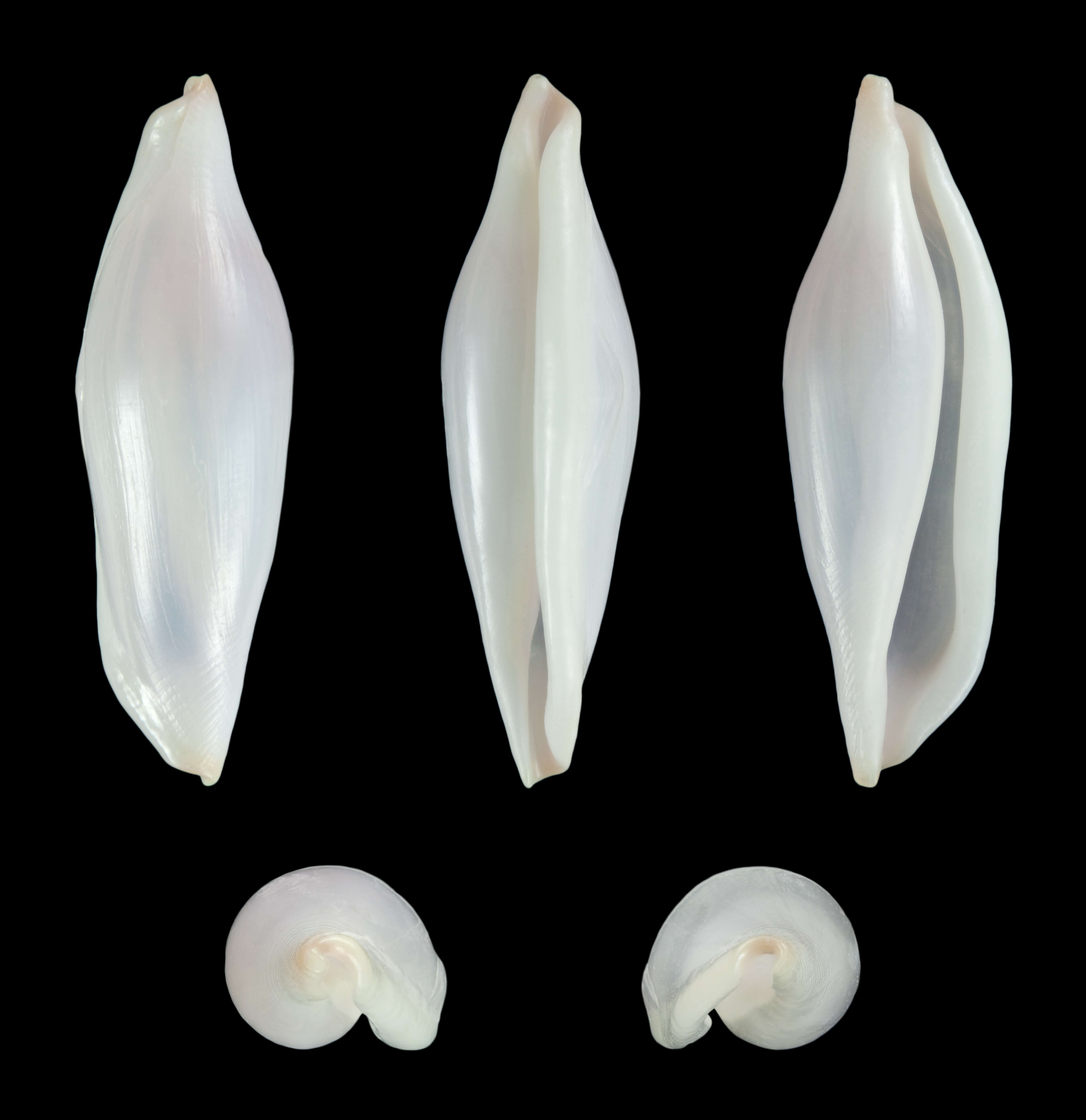 Image of Pellasimnia angasi (Reeve 1865)