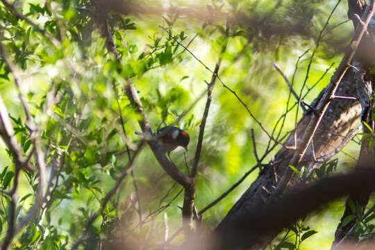 Image of Bay-breasted Warbler