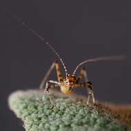 Image of Mediterranean Katydid