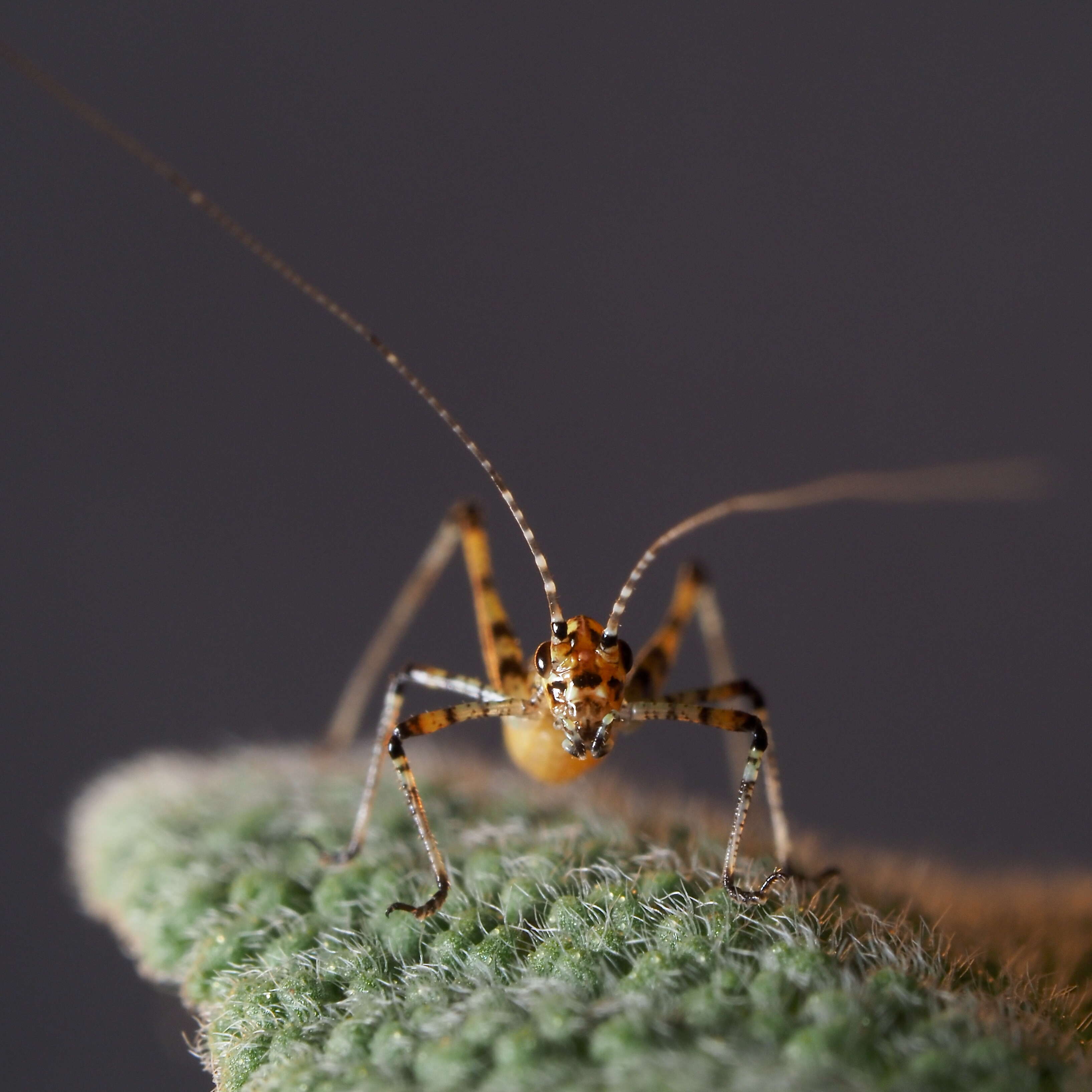 Image of Mediterranean Katydid