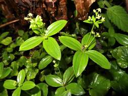 Image of boreal bedstraw