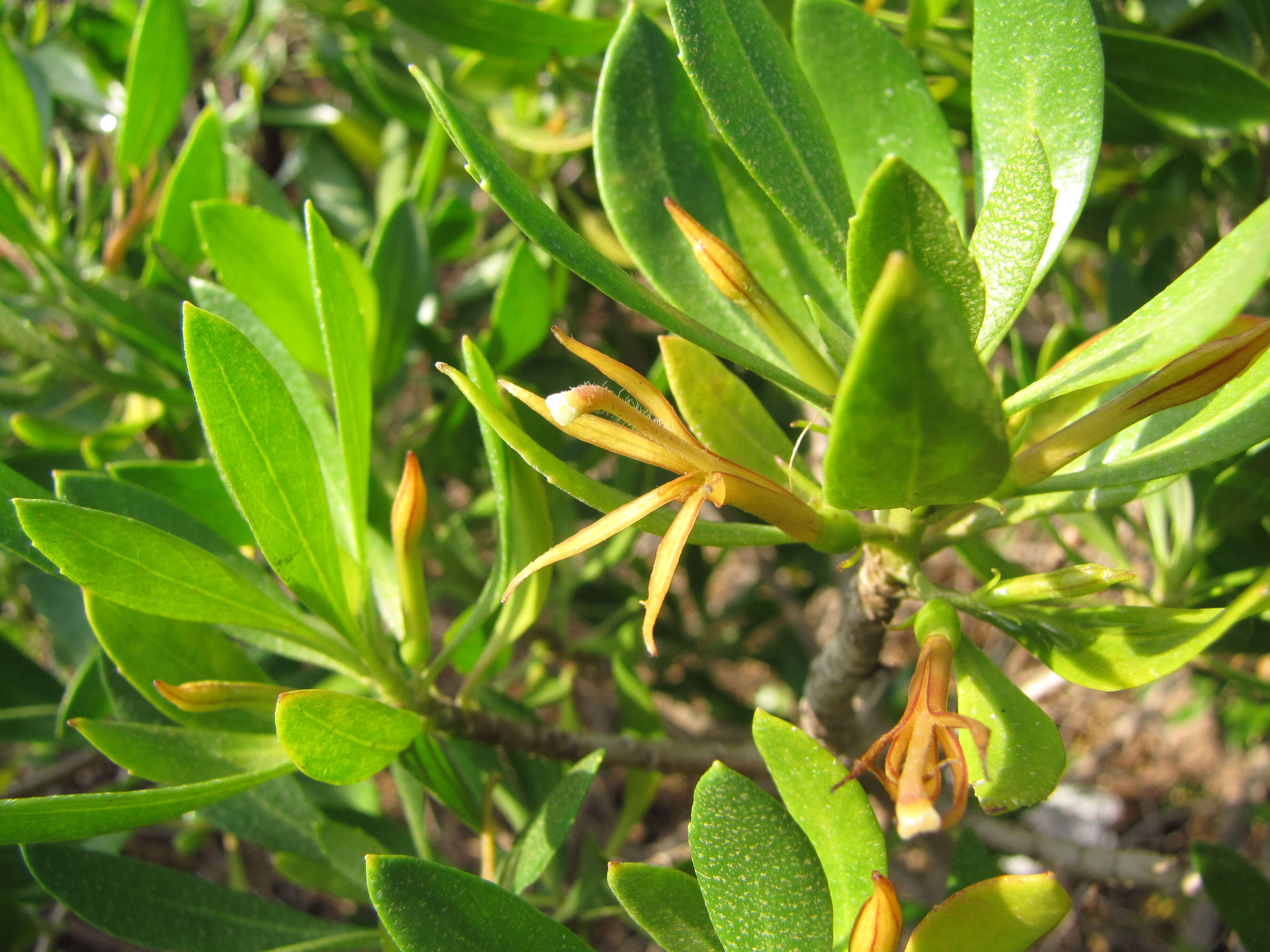 Image of ridgetop naupaka