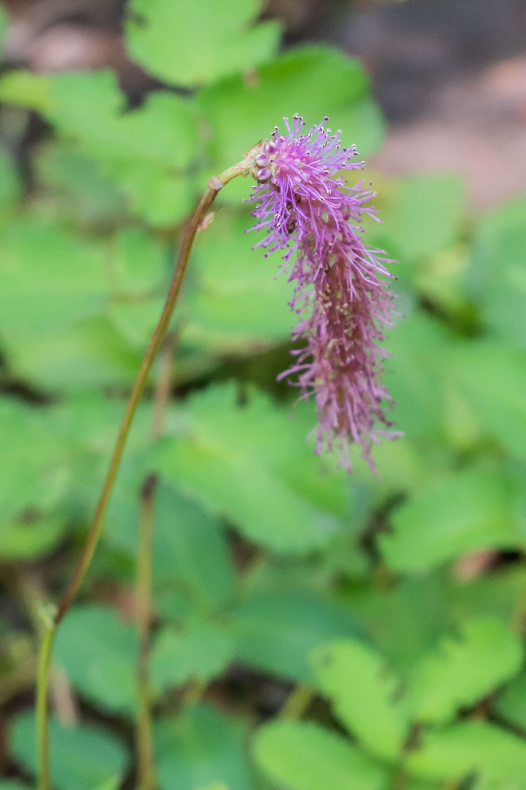 Слика од Sanguisorba hakusanensis Makino