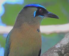 Image de Motmot de Lesson