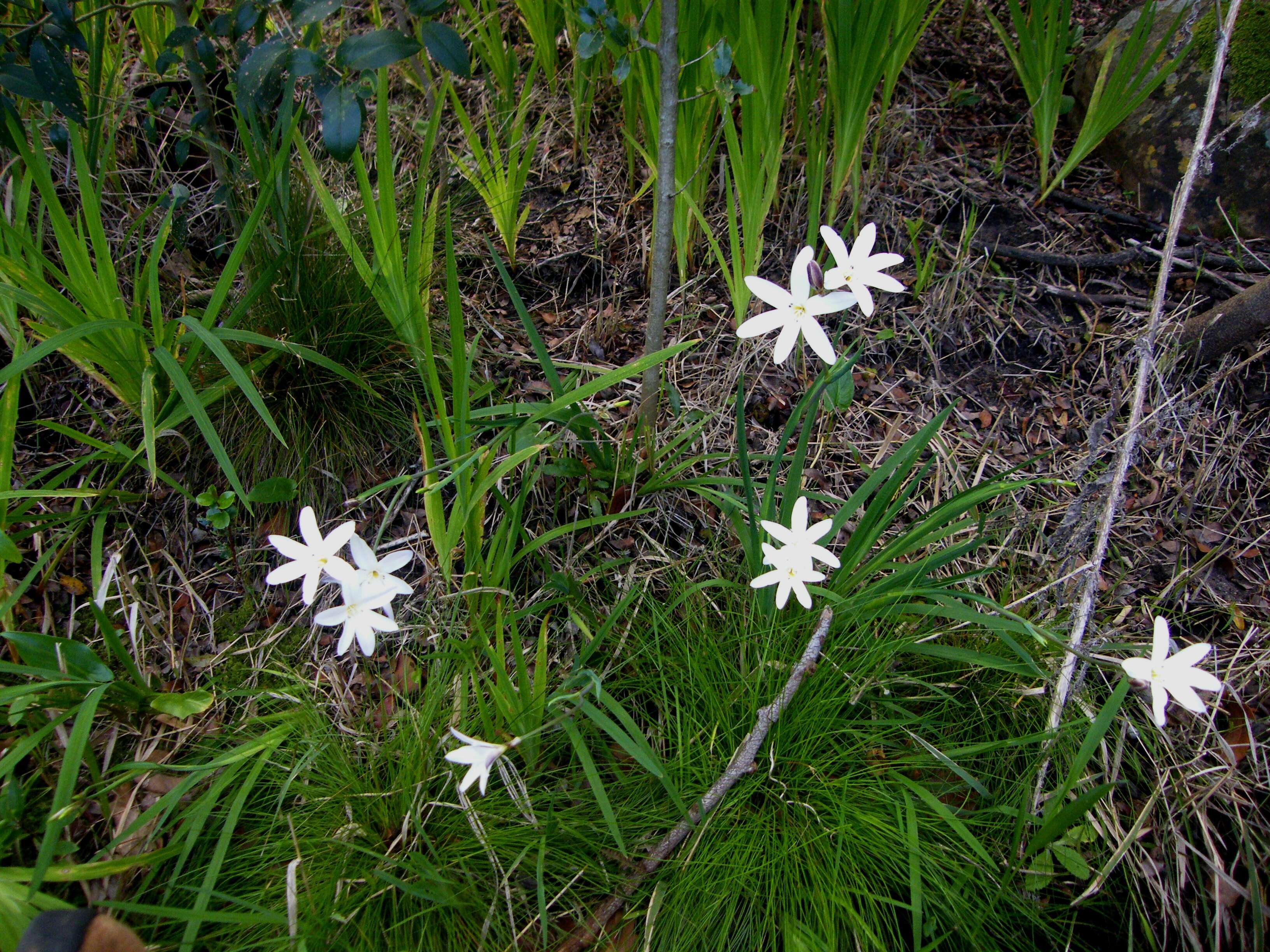 Image of Cape buttercup