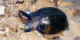 Image of Scorpion mud turtle