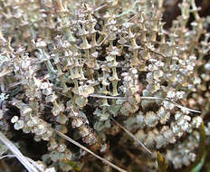 Image of cup lichen