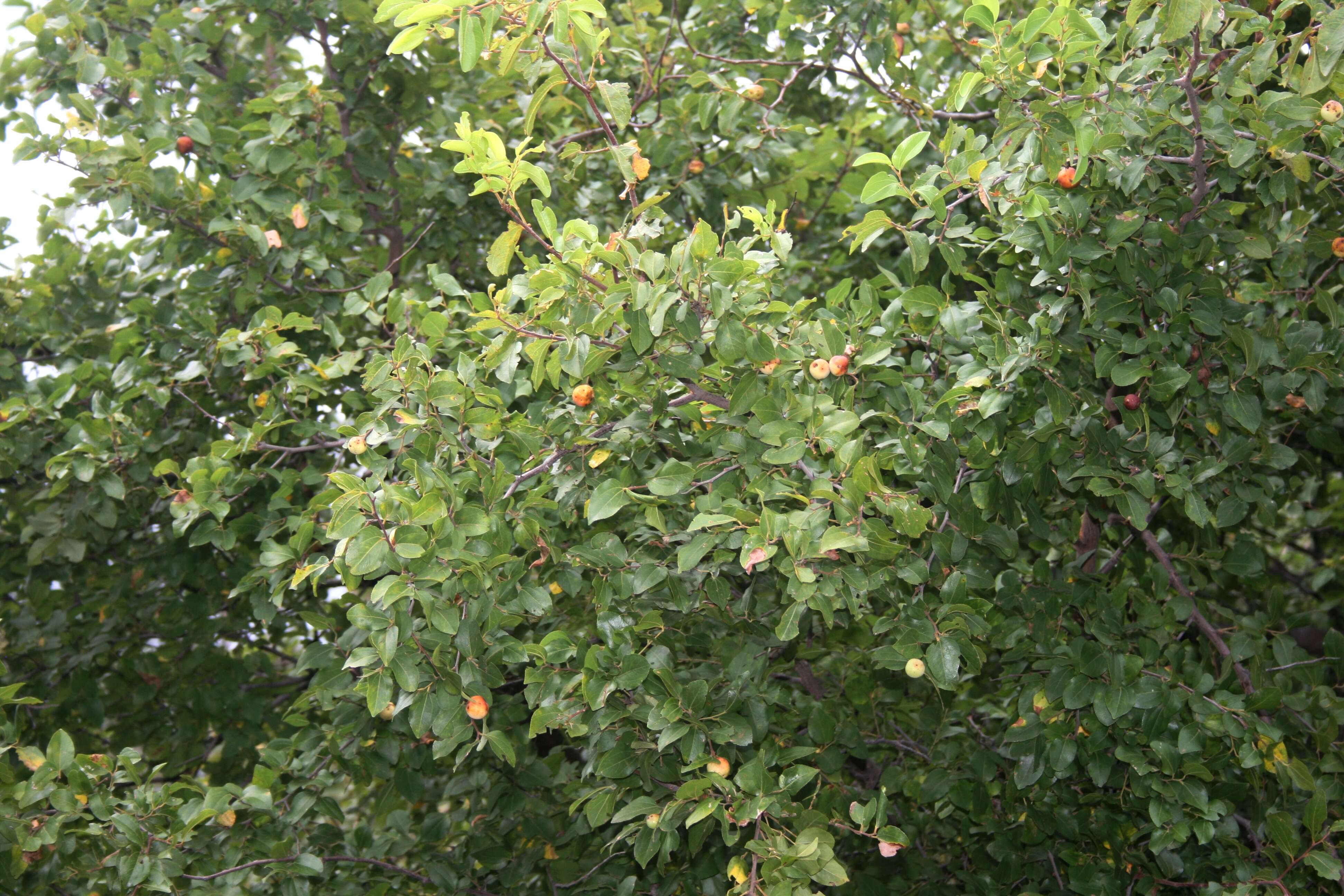 Image of Buffalo thorn