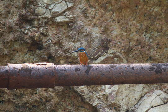 Image of Common Kingfisher