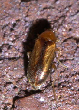 Image of Allopoda