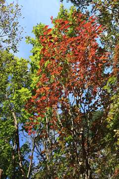 صورة Neoshirakia japonica (Siebold & Zucc.) Esser