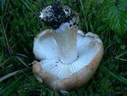 Image of bitter brown leucopaxillus