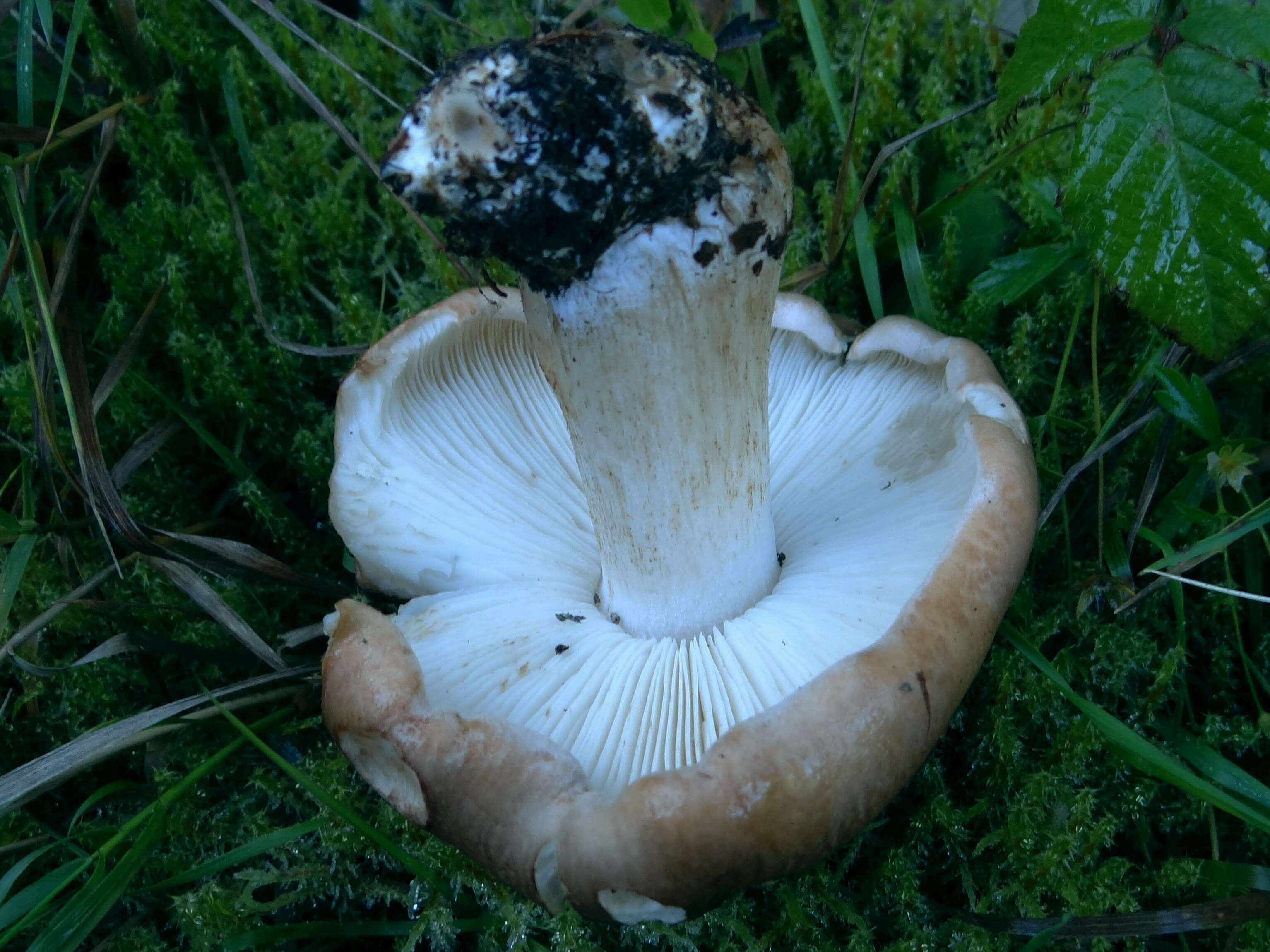 Image of bitter brown leucopaxillus