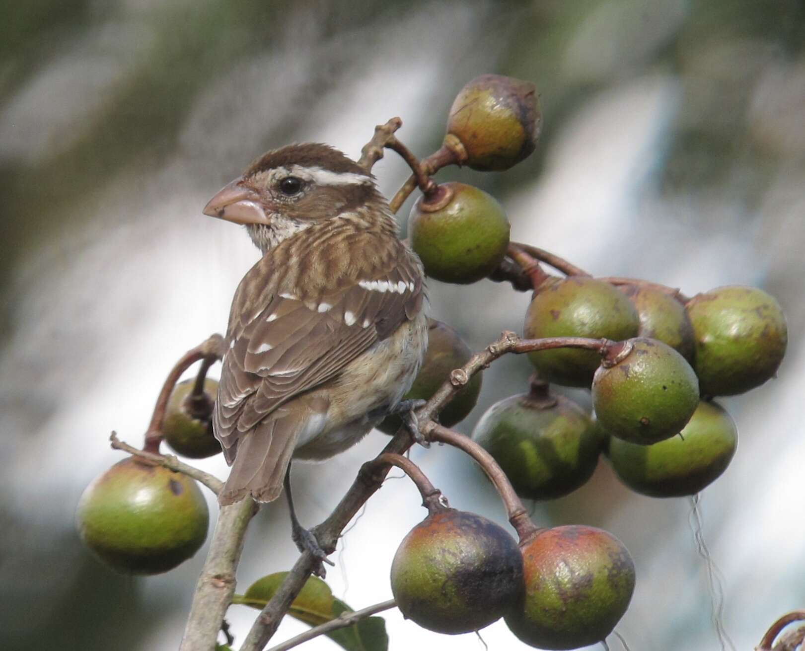 Image of Rose-breasted Grosbeak