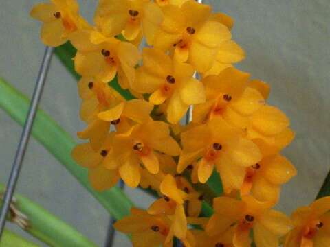 Image of Rust-red Vanda