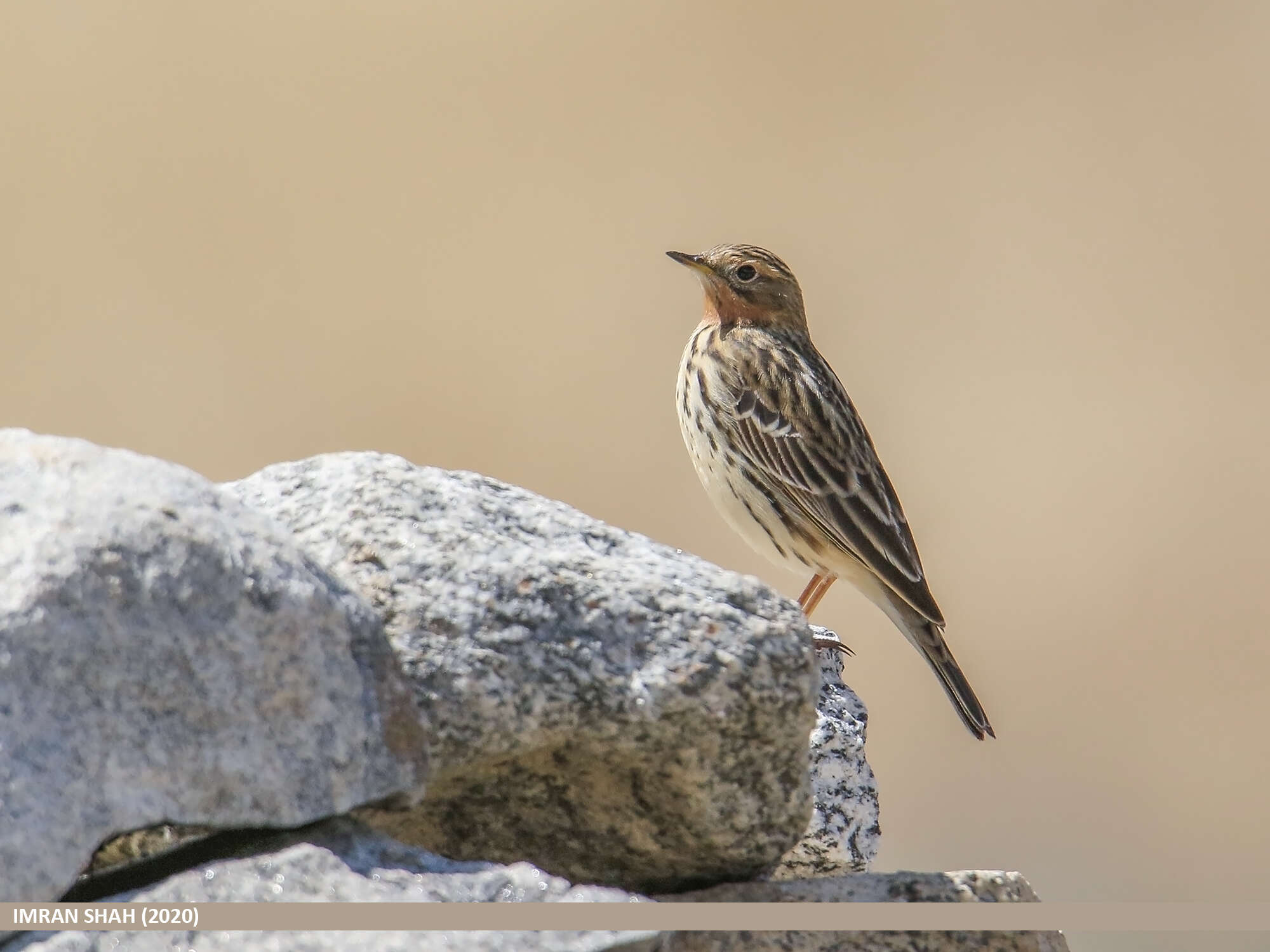 Image of Red-throated Pipit