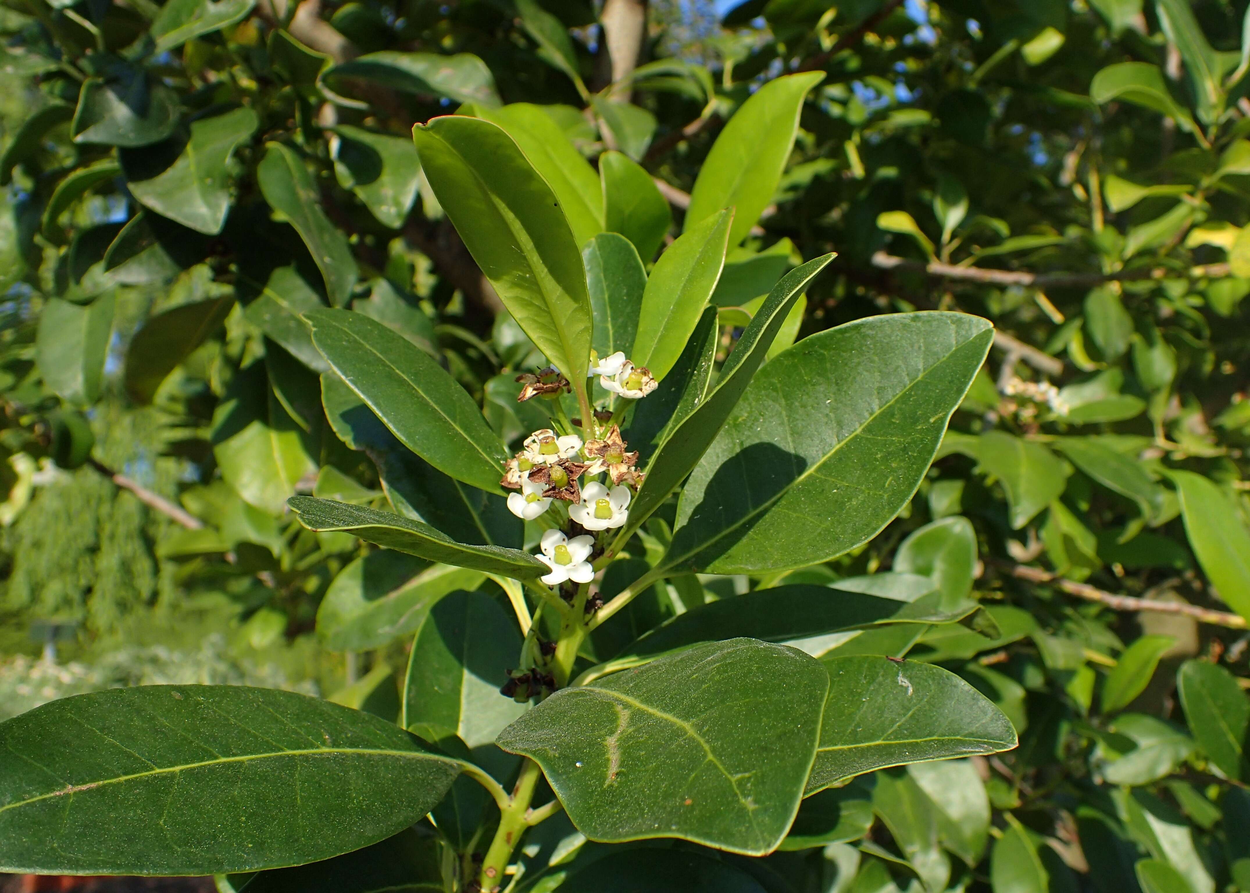 Sivun Ilex canariensis Poir. kuva