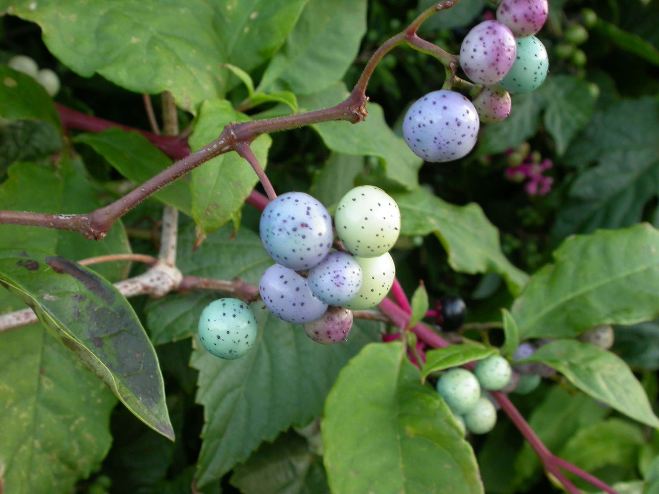 Image of Amur peppervine