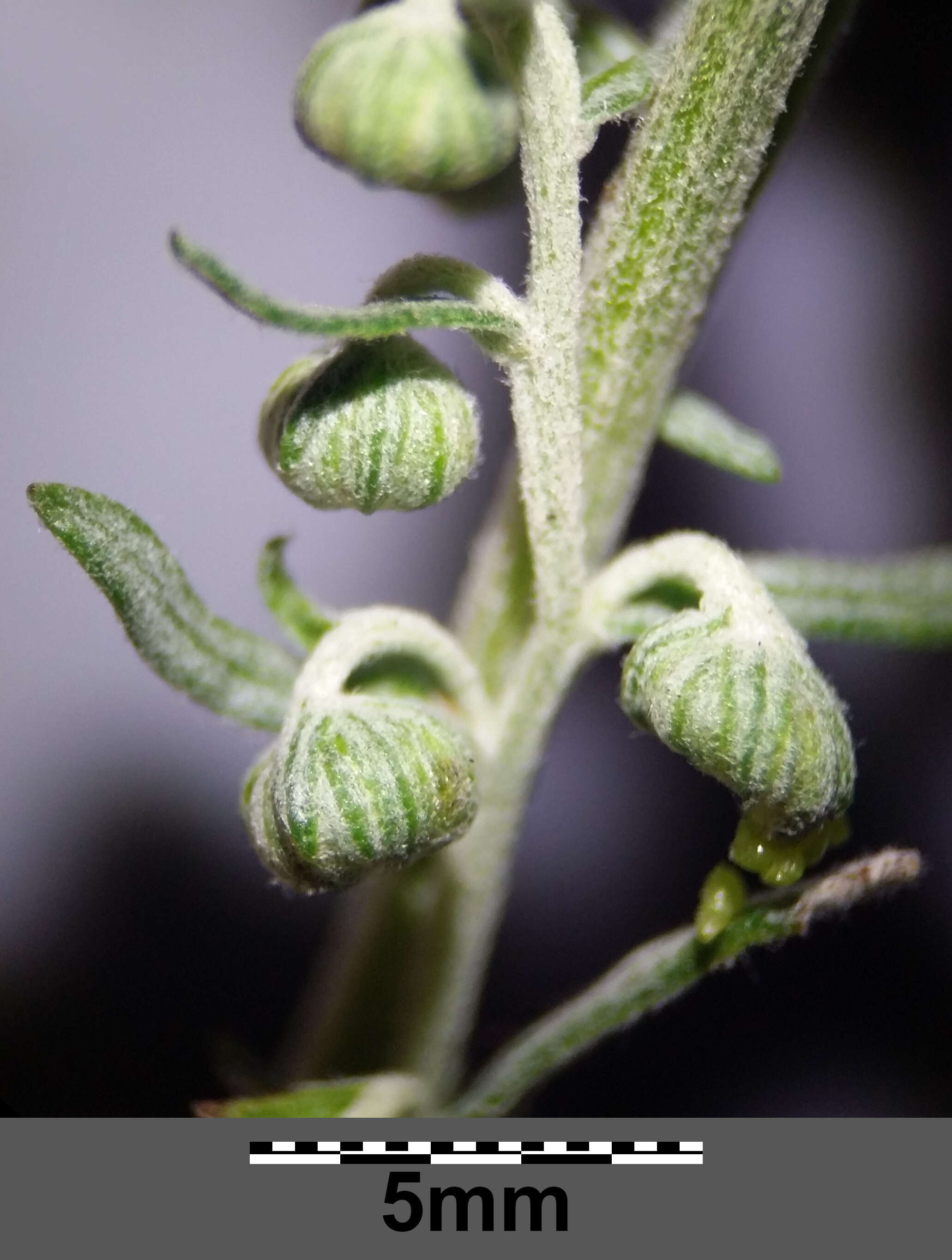 Image of Roman wormwood