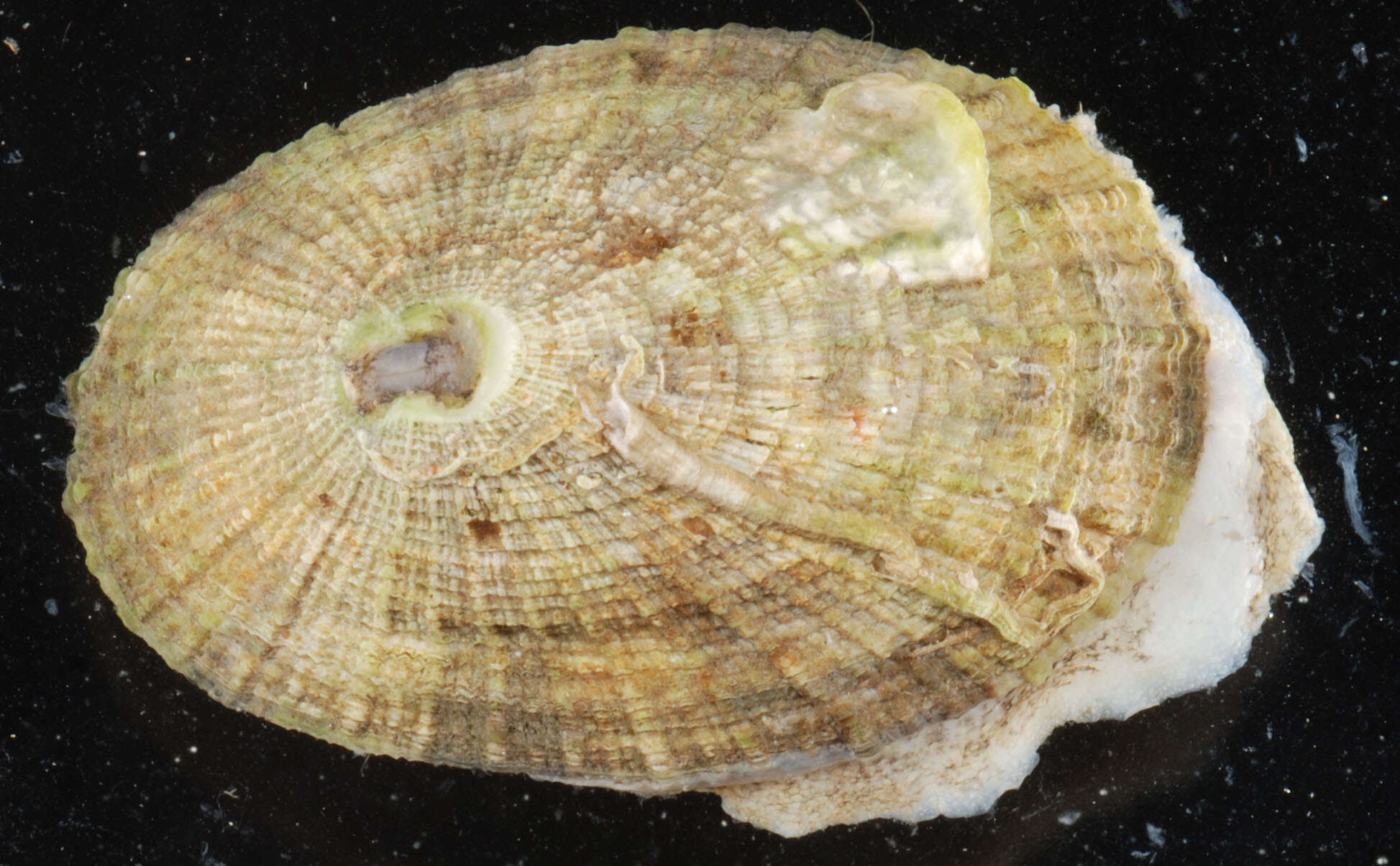 Image of Cayenne keyhole limpet