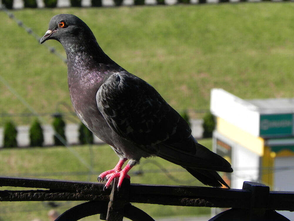 Image of Columba livia domestica