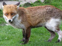 Image of Foxes