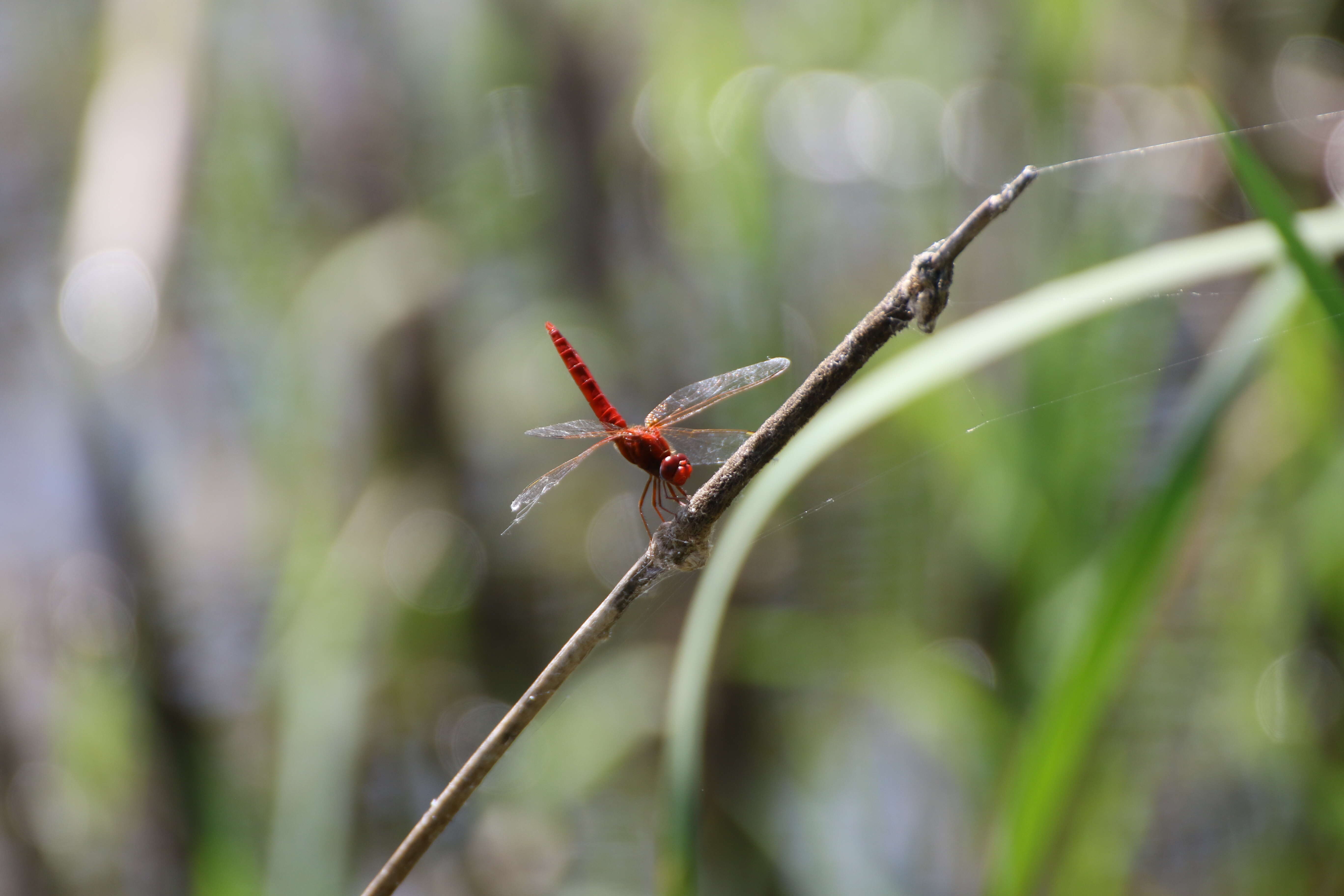 Image of Broad Scarlet