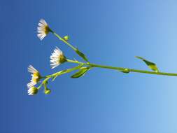 Image of eastern daisy fleabane