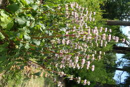 Image de Phlomoides tuberosa (L.) Moench