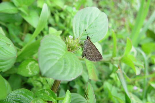 Image of Pygmy Scrub-hopper