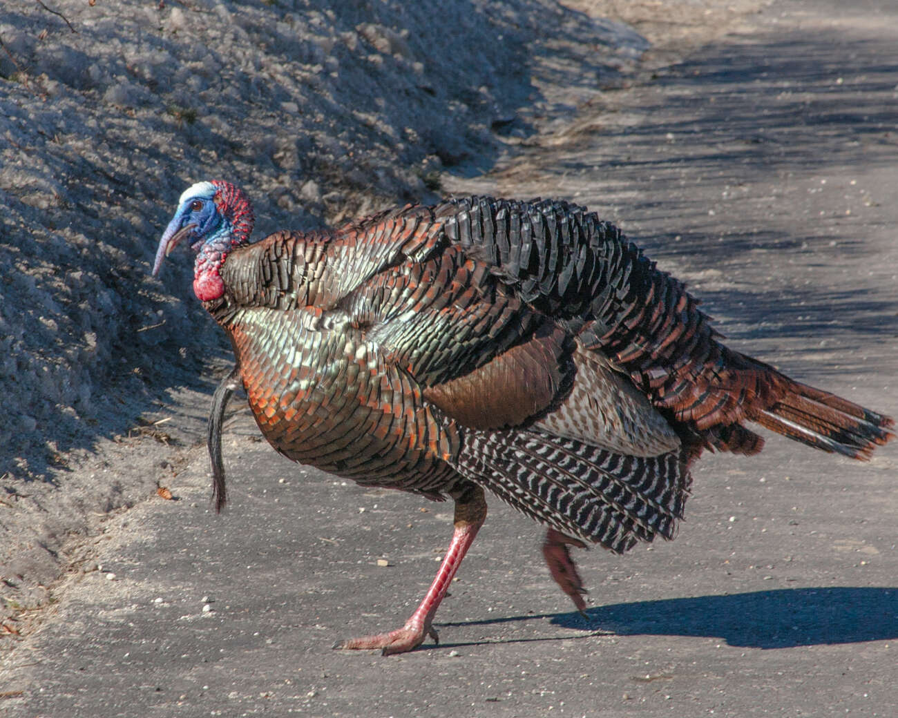 Imagem de Meleagris gallopavo Linnaeus 1758