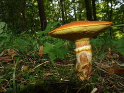 Image of Suillus grevillei (Klotzsch) Singer 1945