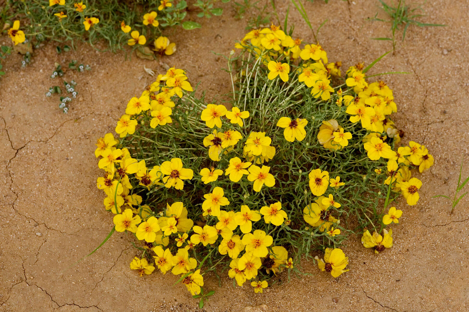 Image of Rocky Mountain zinnia