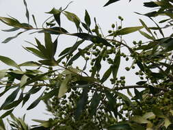 Image of olive tree