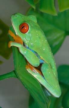 Image of Red-eyed Leaf frog