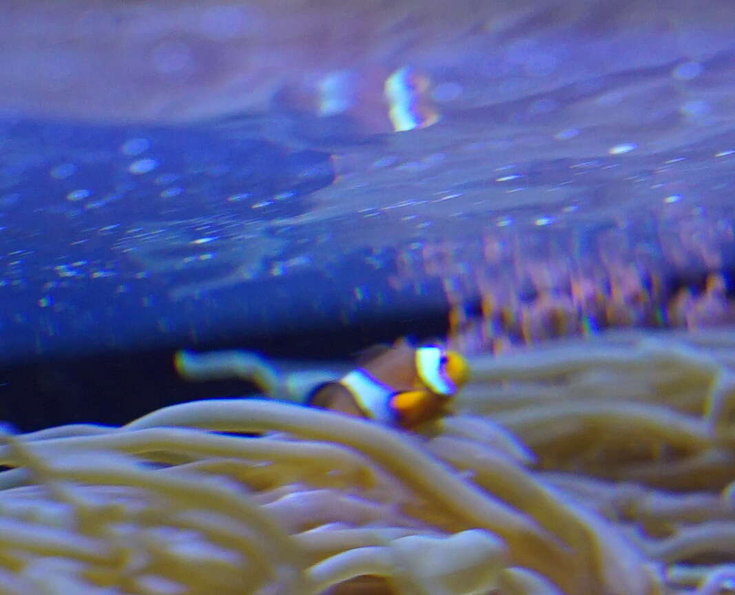 Image of Common clownfish