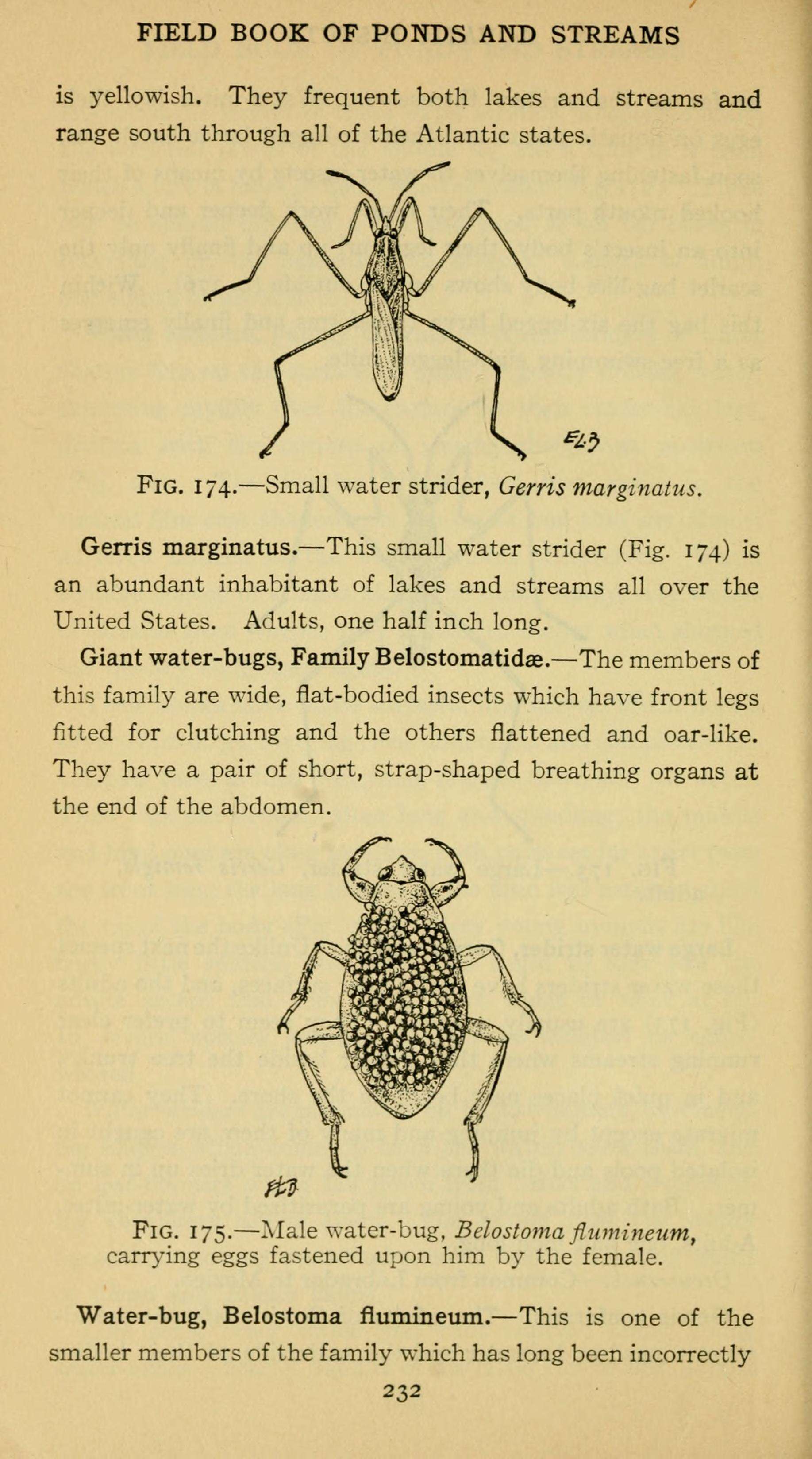Image of Gerris marginatus Say 1832
