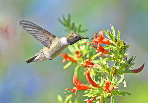 Image of Black-chinned Hummingbird